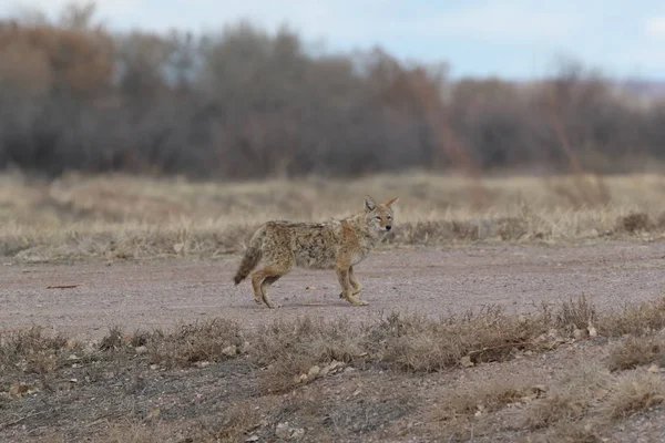 Coyote i Bosque del Apache nationell fristad för vilda djur i New Mexi — Stockfoto