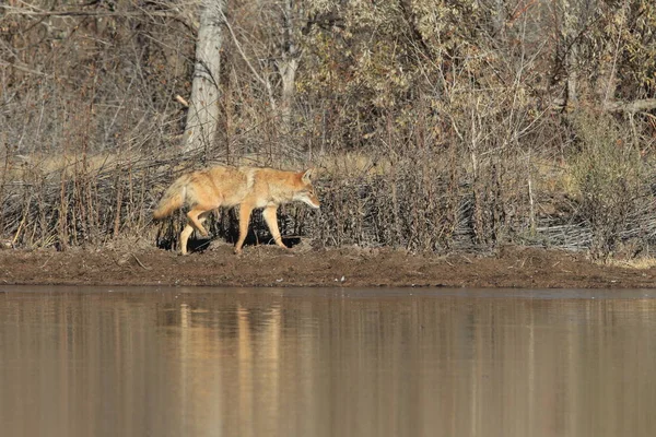 Coyote Bosque Del Apache Εθνικό Καταφύγιο Άγριας Ζωής Στο Νέο — Φωτογραφία Αρχείου