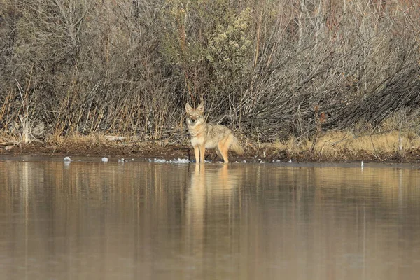 Kojote Bosque Del Apache Nationales Tierschutzgebiet Neumexiko — Stockfoto