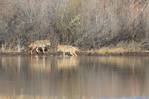 Coyote Bosque Del Apache Εθνικό Καταφύγιο Άγριας Ζωής Στο Νέο — Φωτογραφία Αρχείου