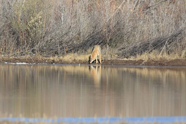 Coyote Bosque Del Apache Nationell Fristad För Vilda Djur New — Stockfoto