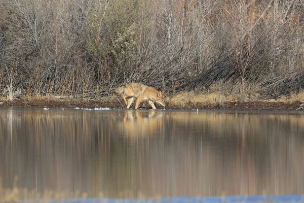 Kojote Bosque Del Apache Nationales Tierschutzgebiet Neumexiko — Stockfoto