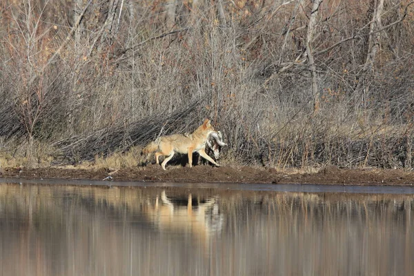 Coyote Bosque Del Apache Nationell Fristad För Vilda Djur New — Stockfoto