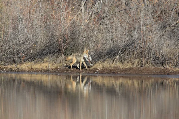 Kojote Bosque Del Apache Nationales Tierschutzgebiet Neumexiko — Stockfoto