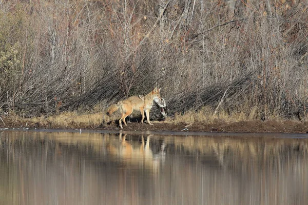 Coiote Bosque Del Apache Refúgio Nacional Vida Selvagem Novo México — Fotografia de Stock