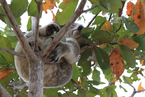 Ένα Koala κάθεται σε ένα δέντρο στο μαγνητικό νησί, Αυστραλία — Φωτογραφία Αρχείου