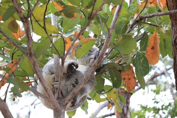 Koala siedzi na drzewie na Wyspie Magnetycznej, Australia — Zdjęcie stockowe