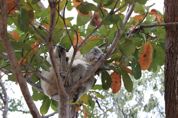 Ένα Koala κάθεται σε ένα δέντρο στο μαγνητικό νησί, Αυστραλία — Φωτογραφία Αρχείου