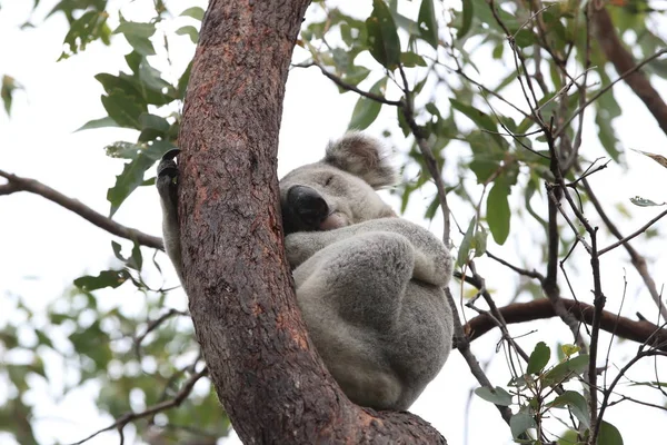 En Koala sitter i ett träd på Magnetiska ön, Australien — Stockfoto