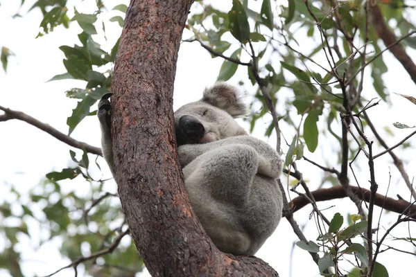 Um Koala senta-se em uma árvore em Magnetic Island, Austrália — Fotografia de Stock