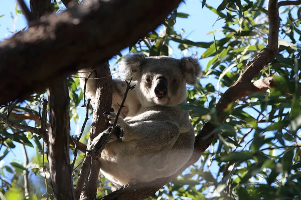 Ένα Koala κάθεται σε ένα δέντρο στο μαγνητικό νησί, Αυστραλία — Φωτογραφία Αρχείου