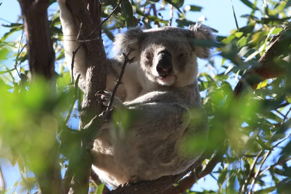 Koala siedzi na drzewie na Wyspie Magnetycznej, Australia — Zdjęcie stockowe