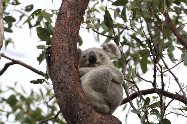 Um Koala senta-se em uma árvore em Magnetic Island, Austrália — Fotografia de Stock