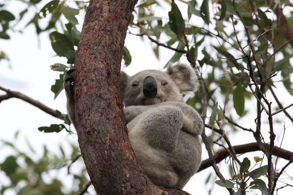 Коала сидит на дереве на острове Магнитик, Австралия — стоковое фото