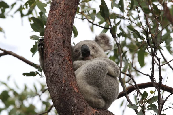 Koala siedzi na drzewie na Wyspie Magnetycznej, Australia — Zdjęcie stockowe