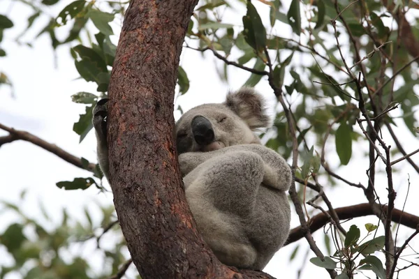 Egy Koala ül egy fán a mágneses szigeten, Ausztráliában — Stock Fotó