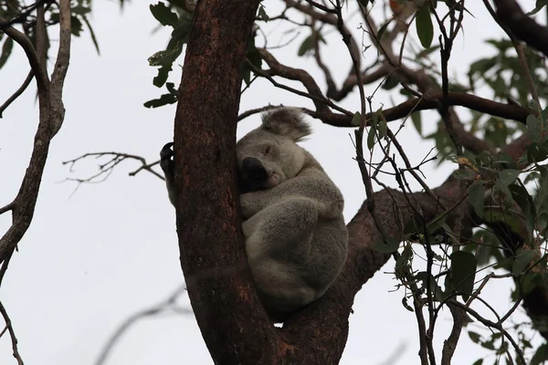 Um Koala senta-se em uma árvore em Magnetic Island, Austrália — Fotografia de Stock