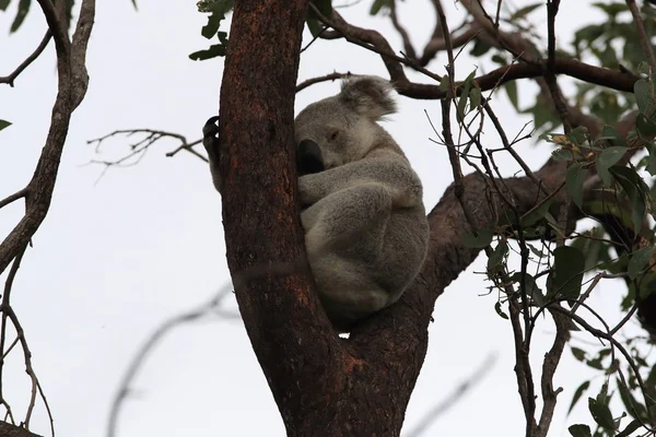 Ένα Koala κάθεται σε ένα δέντρο στο μαγνητικό νησί, Αυστραλία — Φωτογραφία Αρχείου