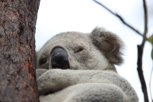 Ein Koala sitzt in einem Baum auf einer Magnetinsel in Australien — Stockfoto