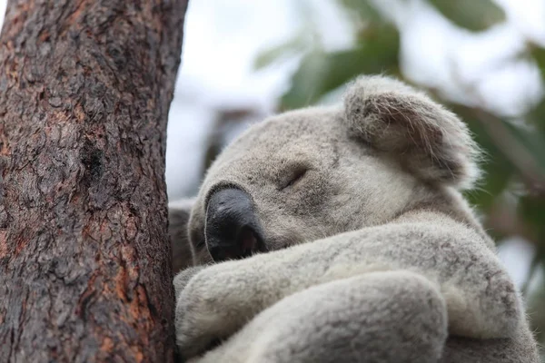 Egy Koala ül egy fán a mágneses szigeten, Ausztráliában — Stock Fotó