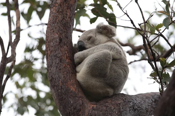 Um Koala senta-se em uma árvore em Magnetic Island, Austrália — Fotografia de Stock