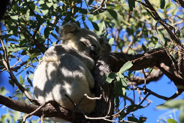 Ένα Koala κάθεται σε ένα δέντρο στο μαγνητικό νησί, Αυστραλία — Φωτογραφία Αρχείου