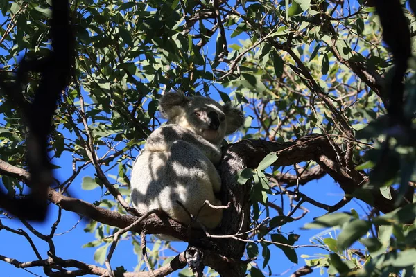 Egy Koala ül egy fán a mágneses szigeten, Ausztráliában — Stock Fotó