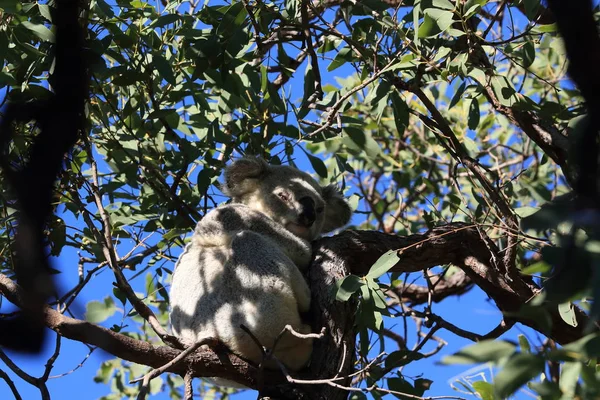 A Koala sits in a tree on Magnetic Island, Australia Royalty Free Stock Images