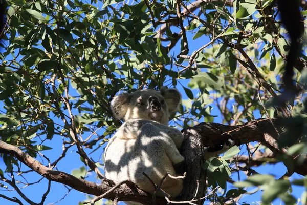 En Koala sitter i ett träd på Magnetiska ön, Australien — Stockfoto