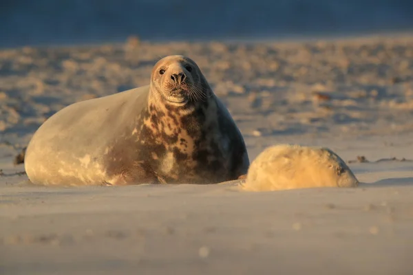 Grey Seal (Halichoerus grypus) Helgoland Germany — стокове фото