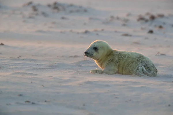 灰色のシール(Halichoerus grypus)｜Helgoland Germany — ストック写真