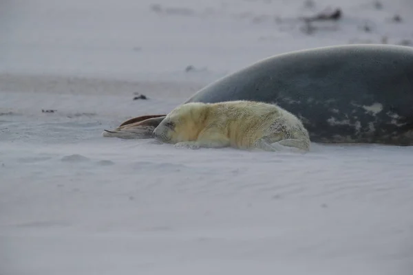 Gray Seal (Halichoerus grypus) Helgoland Γερμανία — Φωτογραφία Αρχείου