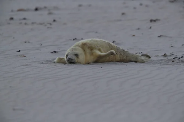 Gray Seal (Halichoerus grypus) Helgoland Duitsland — Stockfoto