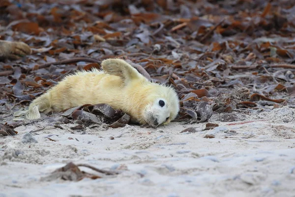 Cinza Seal Pup, Helgoland, Alemanha — Fotografia de Stock