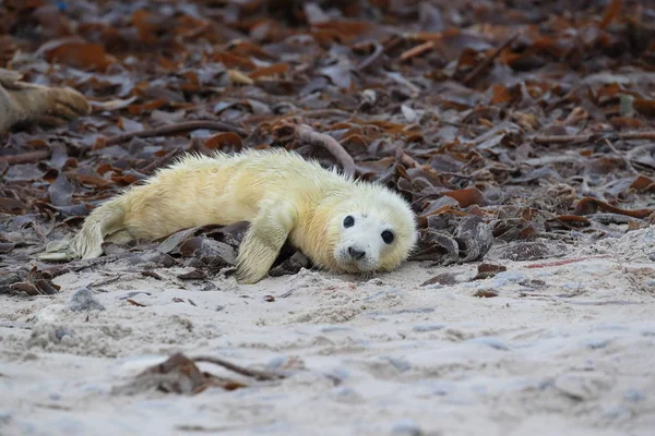 Gray Seal Pup, Helgoland, Niemcy — Zdjęcie stockowe