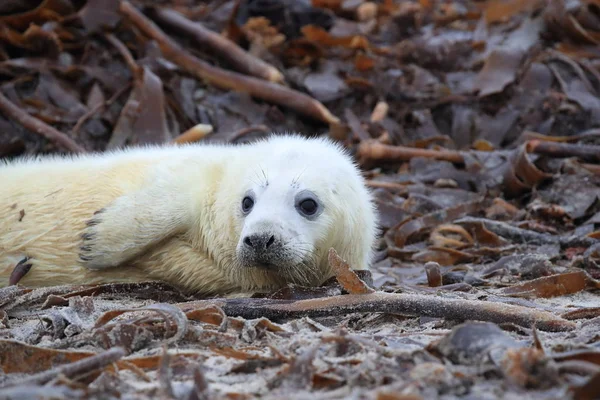 Cinza Seal Pup, Helgoland, Alemanha — Fotografia de Stock