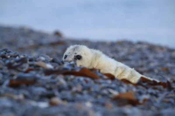 Cinza Seal Pup, Helgoland, Alemanha — Fotografia de Stock