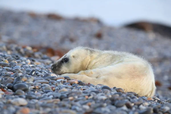 Gray Seal Pup, Helgoland, Alemania —  Fotos de Stock