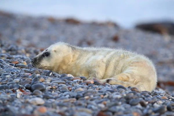 Gray Seal Pup, Helgoland, Duitsland — Stockfoto