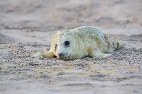 Gray Seal Pup, Helgoland, Germania — Foto Stock