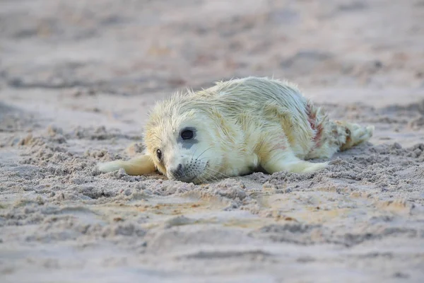 Gray Seal Pup, Helgoland, Tyskland — Stockfoto