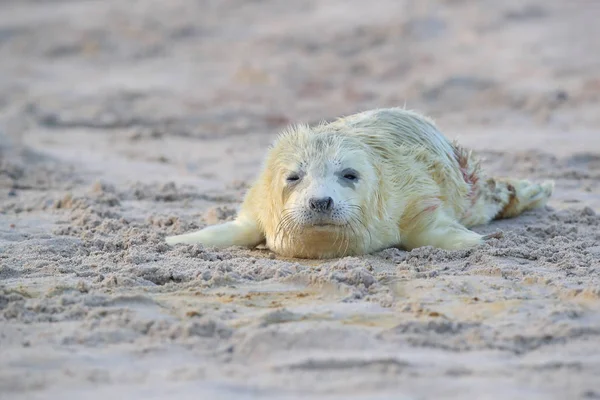 Gray Seal Pup, Helgoland, Německo — Stock fotografie