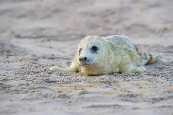 Gray Seal Pup, Helgoland, Germania — Foto Stock