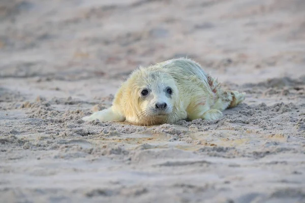 Gray Seal Pup, Helgoland, Alemania —  Fotos de Stock