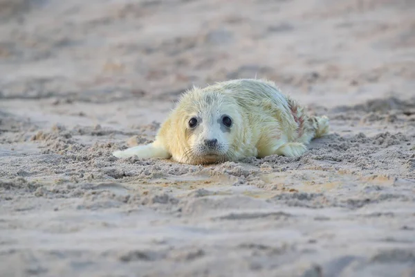 Gray Seal  Pup , Helgoland, Germany — 스톡 사진