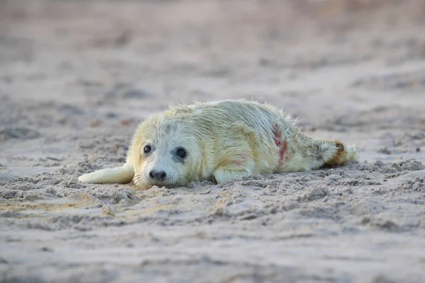 Cinza Seal Pup, Helgoland, Alemanha — Fotografia de Stock