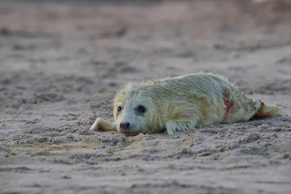 Gray Seal Pup, Helgoland, Alemania —  Fotos de Stock