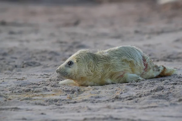 Gray Seal Pup, Helgoland, Duitsland — Stockfoto