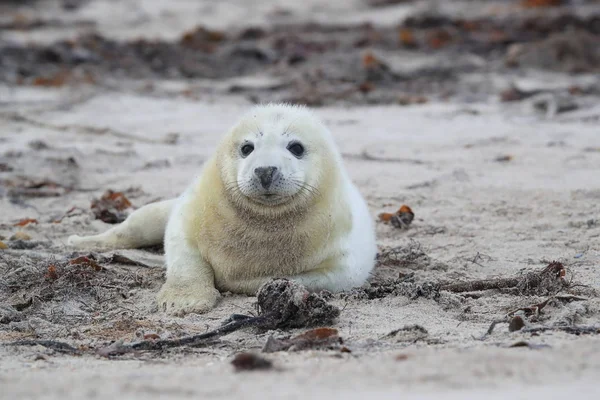 Gray Seal Pup, Helgoland, Alemania —  Fotos de Stock