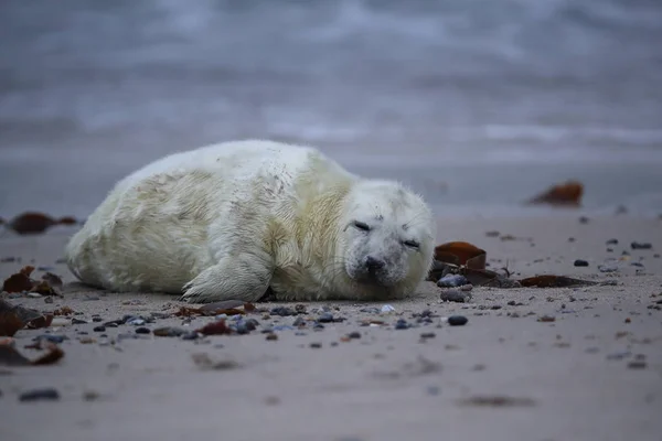 Gray Seal Pup, Helgoland, Duitsland — Stockfoto